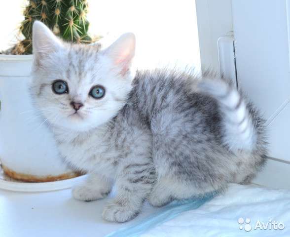 Коты на вязку котята-вислоухие и прямоухие в Костроме фото 7