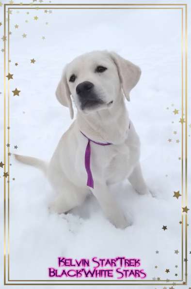 High quality Labrador Retriever puppies в фото 19