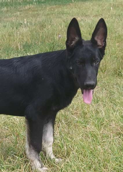 Щенки восточноевропейской овчарки в Пятигорске фото 5