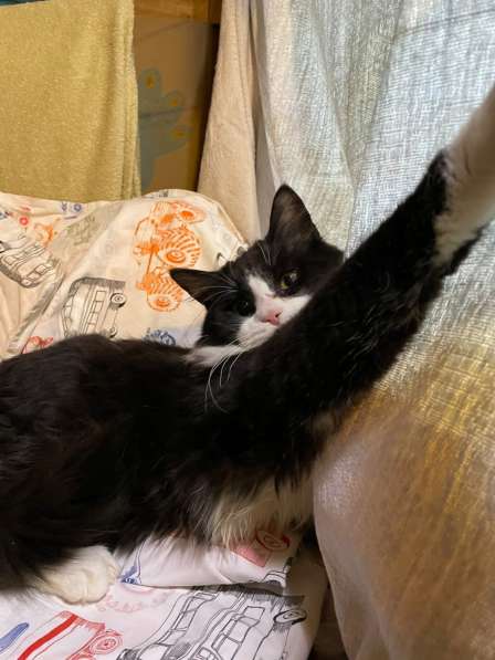 Роскошный нежный молодой котик в Санкт-Петербурге фото 15