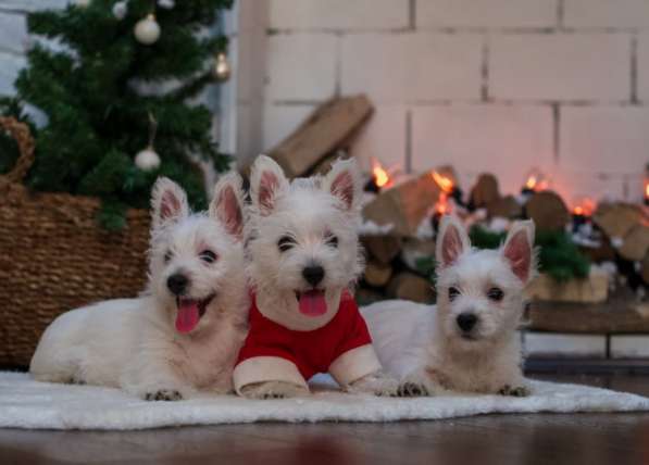 Щенки Вест-Хайленд-Уайт-Терьера