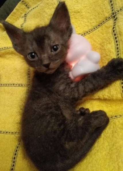 Кудрявые эльфы, каракулевые, элитные котята Девон-Рекс в Санкт-Петербурге фото 31