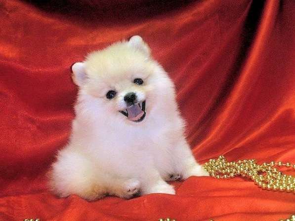 В продаже мини щеночки померанский цверг ШПИЦ в 