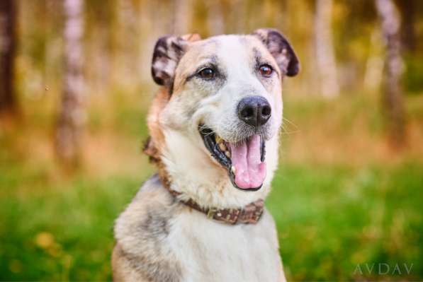 Молодой энергичный Майор ищет семью в Москве фото 20