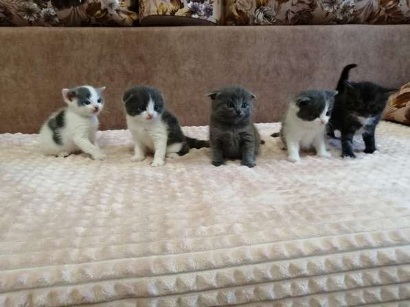 Без кота и жизнь не та! в Липецке фото 11