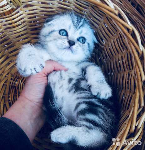 Котята -вислоухие и прямоухие в Костроме фото 4