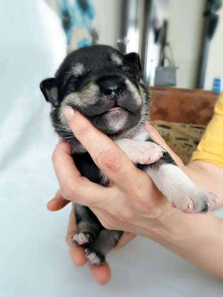 Открыты бронь на щенков КА ДЕ БО в Ижевске фото 9