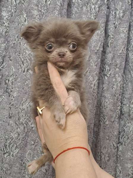 Chihuahua mini. Lilac boy в 