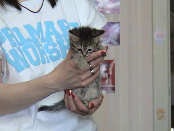 Шотландские котята в Копейске фото 6