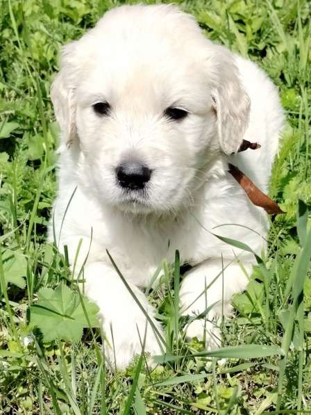 Щенки золотистого ретривера в Москве фото 4