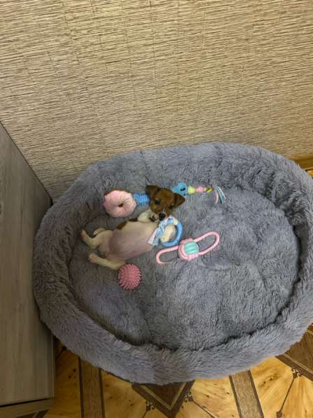 Джек Рассел в Новосибирске фото 4