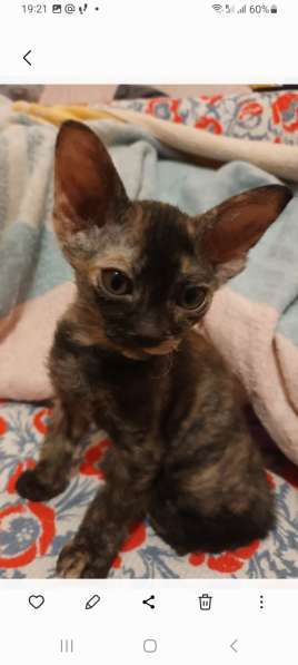 Котята ищут маму-папу в фото 4