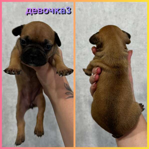 Французские бульдоги в Волжский фото 8