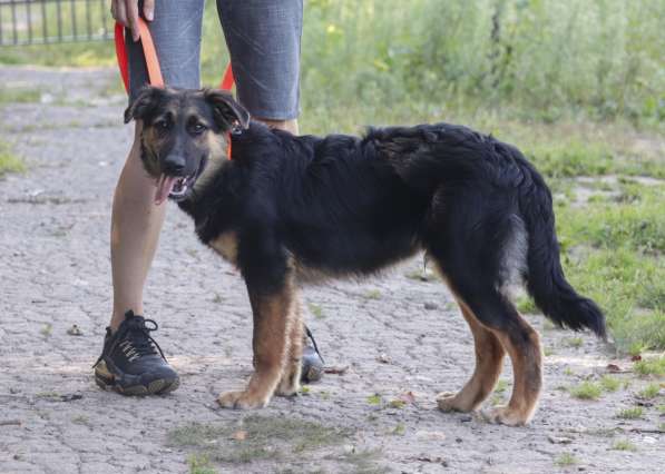 Щенок-подросток Вилли в добрые руки в Москве фото 9