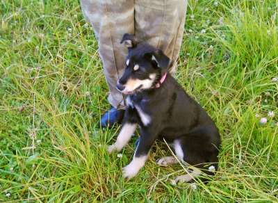 Отдам даром щенки в Санкт-Петербурге фото 3