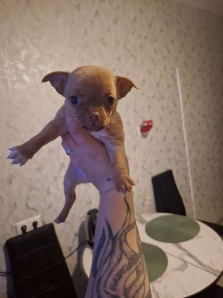 Продам щенка Чихуахуа в Москве фото 6