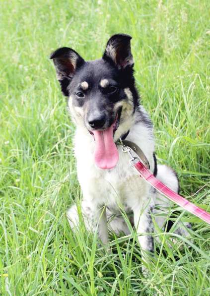 Собака девочка бесплатно