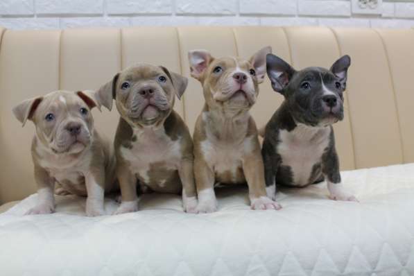 Шикарные щенки Американ Булли покет в фото 8