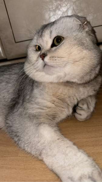 Кот хорошей породы