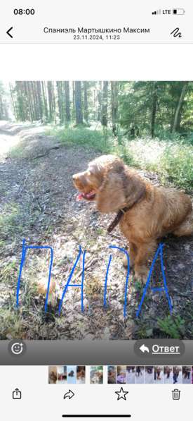 Щенки Кокер спаниеля в Санкт-Петербурге