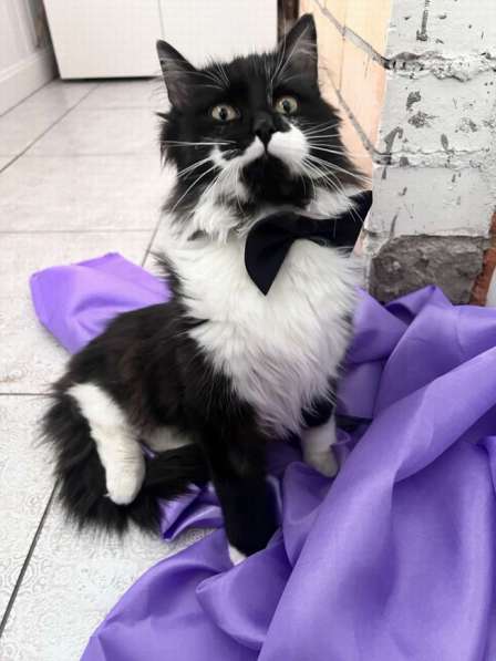 Скромный котик Гарри ищет семью! в Москве фото 5