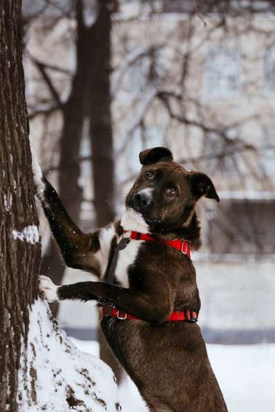 Собака в добрые руки в Москве фото 4