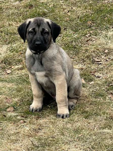 Щенки турецкого кангала