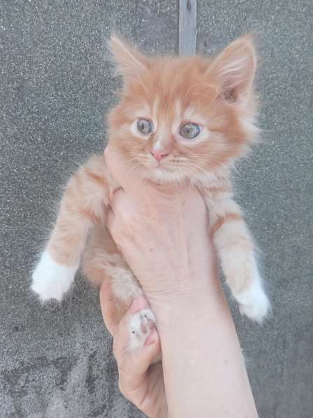 Котята в заботливые руки в 