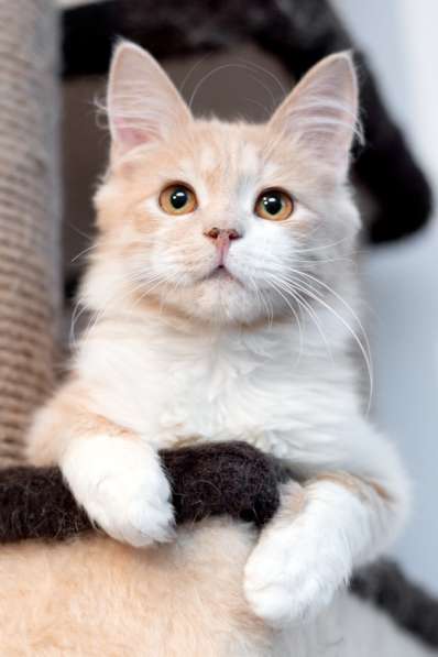 Рыжий котик — малышок-Иртышок в дар в Москве фото 4