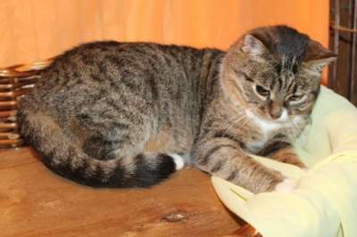 Отдам даром Чудесная кошечка ищет хозяина