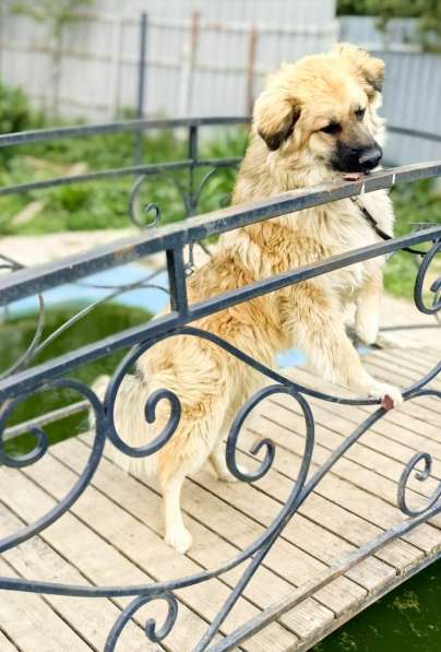 Пушистый пёс Джек ищет дом в Москве фото 4