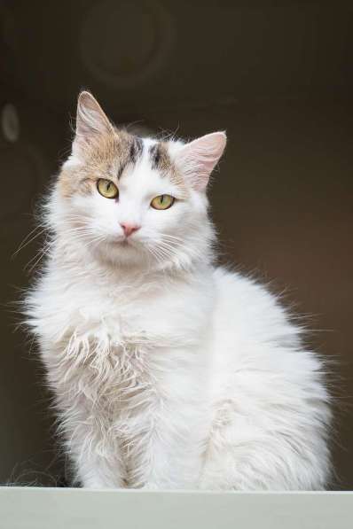 Ласковый красавчик Милош в самые добрые руки! в Москве фото 4