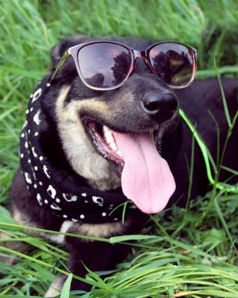 Собака в добрые руки