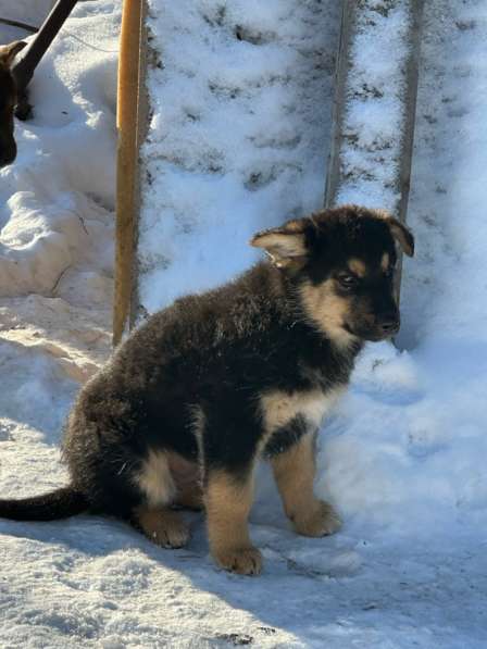 Щенки в добрые руки в Искитиме фото 7