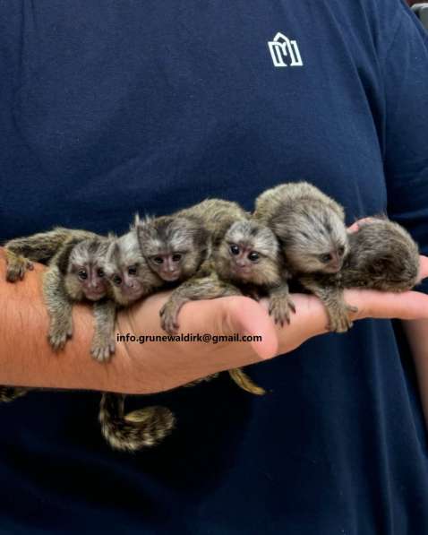 МАРМОЗЕТКИ НА ПРОДАЖУ