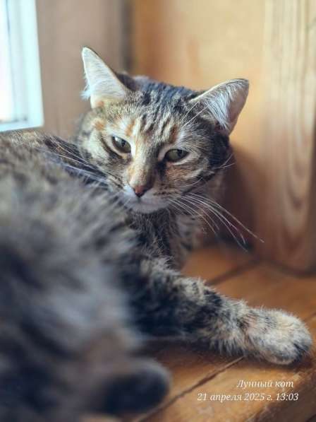 Кошечка Джанни