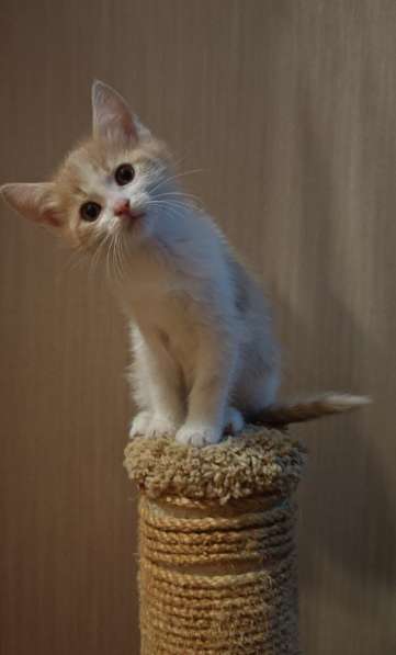 Пасхальные котята! Родились во время схождения Благодатного в Химках
