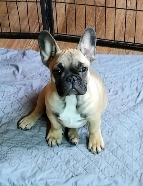 Щенки из питомника РКФ в Москве фото 5