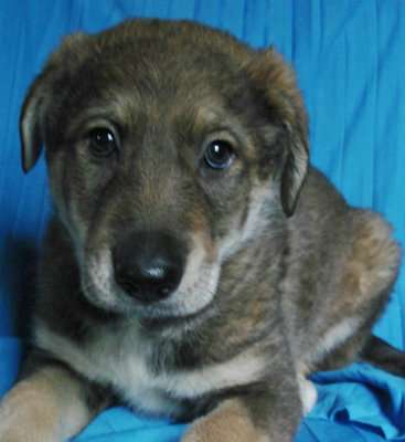 Щенки 2 месяца, мальчики и девочки в Санкт-Петербурге фото 3