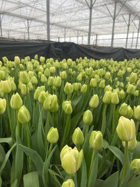 Купить тюльпаны к 8 марта оптом в Мелитополе