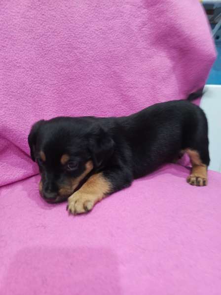 Щенки в добрые руки! в Ноябрьске фото 4