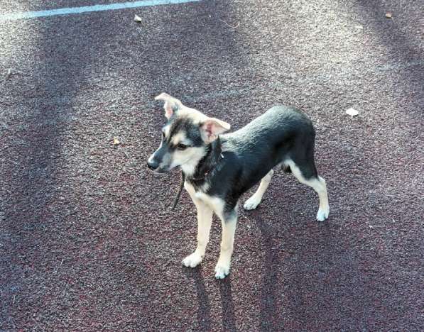 Домашний щенок от небольшой собачки в Санкт-Петербурге фото 6