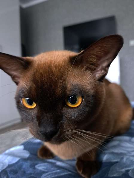 Котята европейская бурма в Нижневартовске