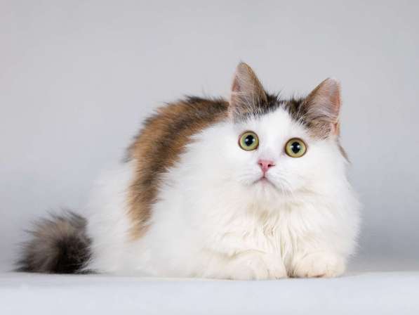 Молодая сибирская трехцветная кошечка Зая в дар в Москве