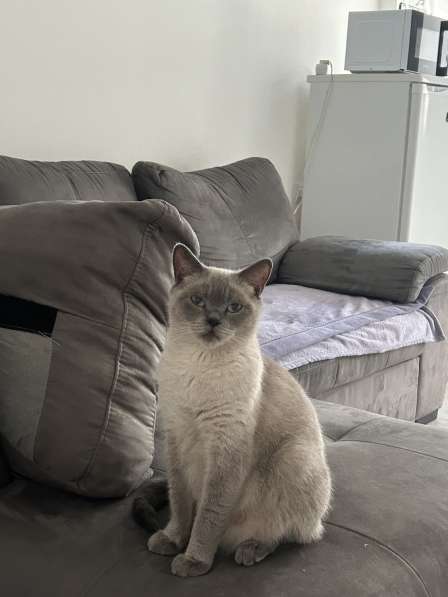 Кошка для случки в 