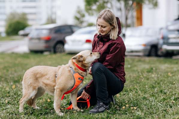 Собака Камилла ищет дом в Москве фото 3
