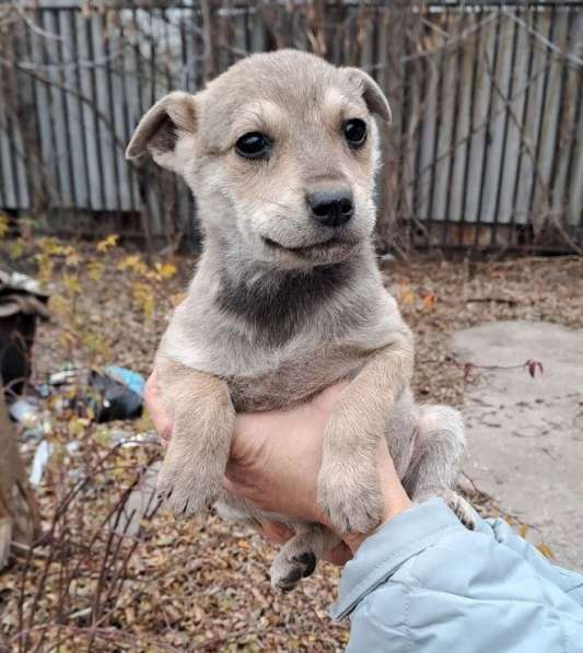 Собачка мальчик щенок в 