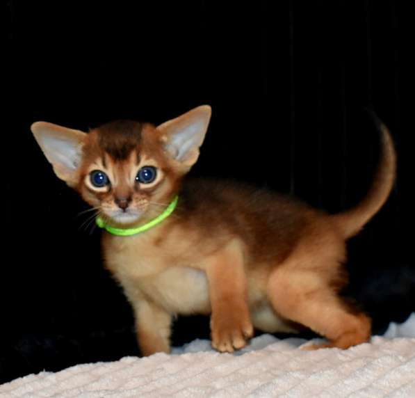 Абиссинские котята в Москве