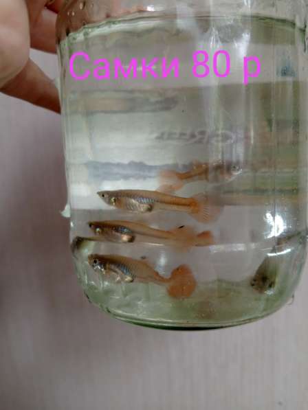 Гуппи Самки