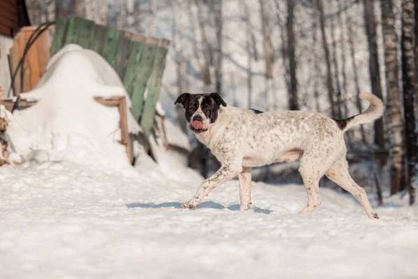 Красивый пёс необычного окраса ищет дом в Москве